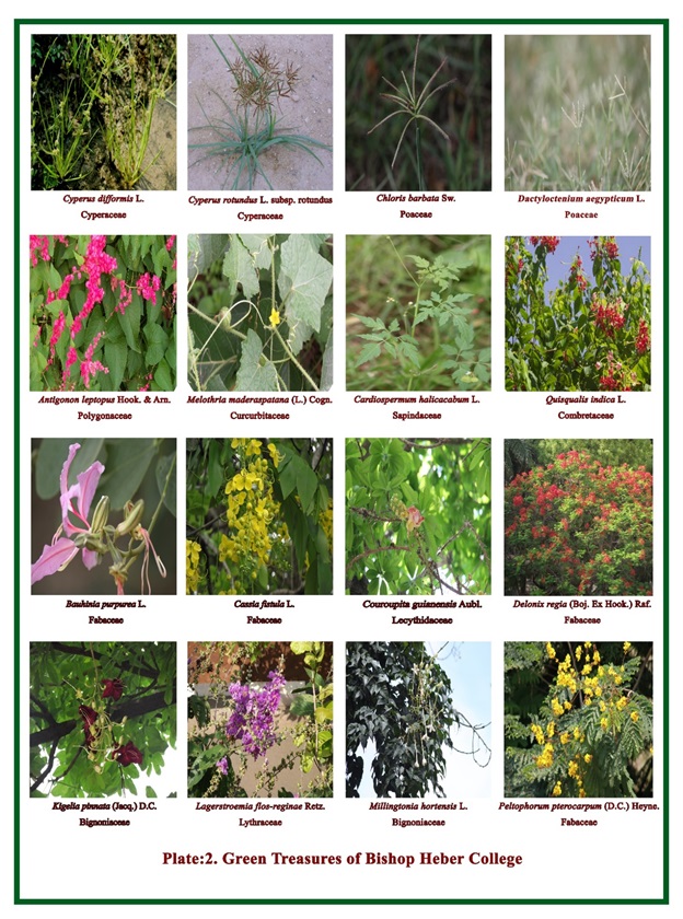 Plate 2: Green Treasures of Bishop Heber College
